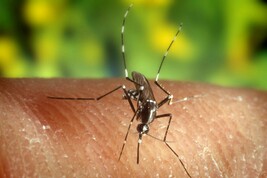 Malaria, bene i primi test di un nuovo vaccino basato su parassita 'Ogm'