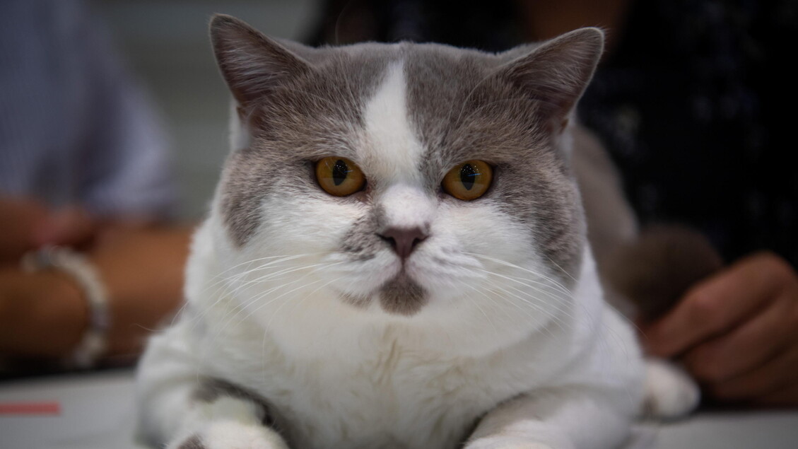 World Cat Federation show in Budapest;  A British Shorthair cat