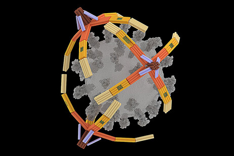 Rappresentazione grafica di un nanorobot ottenuto da un’unica molecola di Dna ripiegata per ottenere una mano a quattro dita (fonte:&nbsp;Xing Wang, University of Illinois)