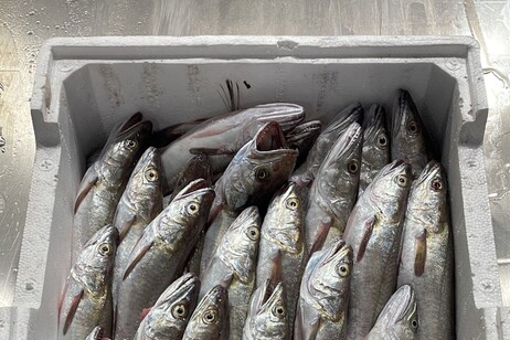 Pasqua, il maltempo detta il menu di pesce e salgono i prezzi