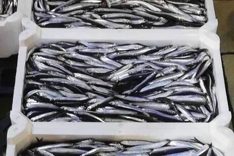 Eurostat, nel 2022 la pesca ha superato l'acquacoltura