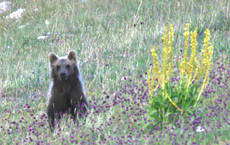 Patto fra istituzioni per salvare l'orso